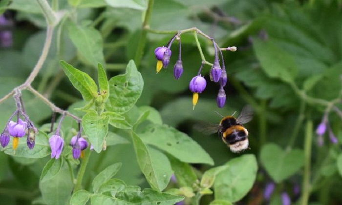 Pesticides stop bees buzzing and releasing pollen